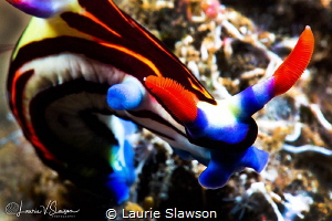 Nembrotha sp. undescribed/Photographed with a Canon 60 mm... by Laurie Slawson 